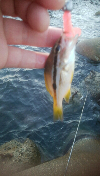 障泥烏賊2杯！イサキ1匹、カマス1匹、キジハタ1匹！