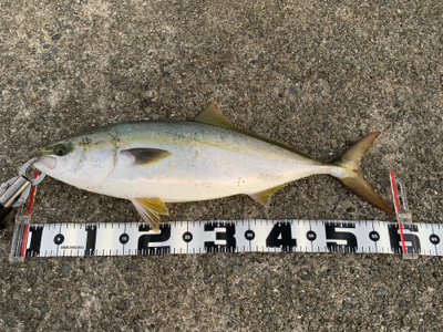 いつもよりは好釣果