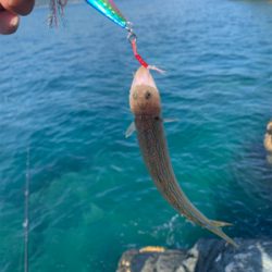 沼島の磯でエギング