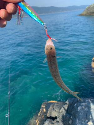 沼島の磯でエギング