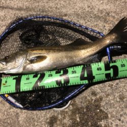 坊勢島の朝まずめ!青物ゲット♪GUNNING-STYLE