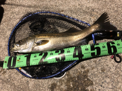 坊勢島の朝まずめ!青物ゲット♪GUNNING-STYLE