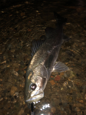 まあまあサイズ