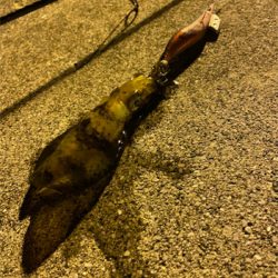 時合に入り連発!!