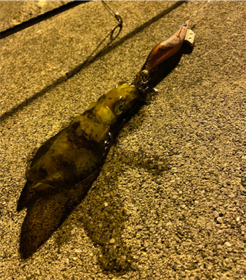 時合に入り連発!!