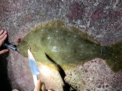 ダイソージグでヒラメ