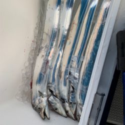 タチウオジギング