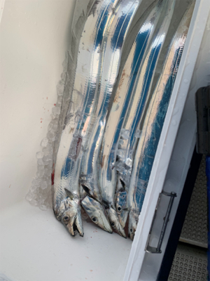 タチウオジギング