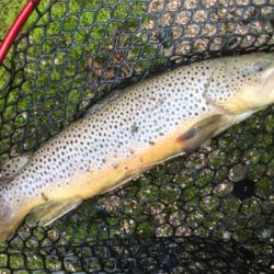 今季初トラウト