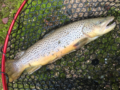 今季初トラウト