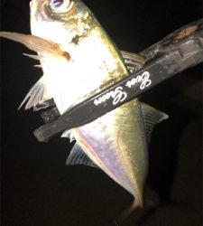 アジングナイト