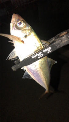 アジングナイト