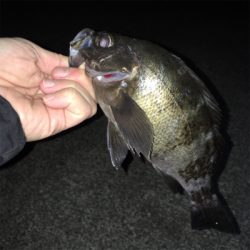 明石でアジ・メバル