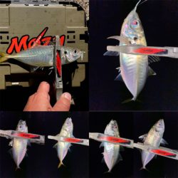 スプリットリグでアジング