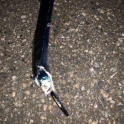 タチウオ再来襲