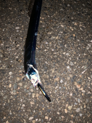 タチウオ再来襲