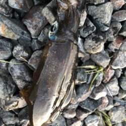 渋い中なんとかでした