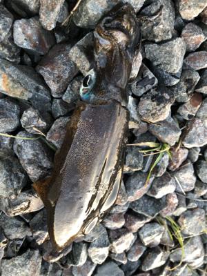 渋い中なんとかでした