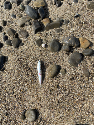 ゴールデンタイム♪