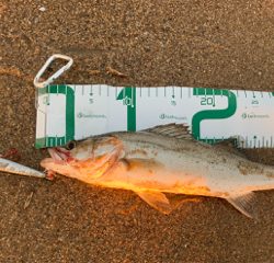 大量の小型セイゴ