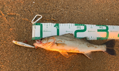 大量の小型セイゴ