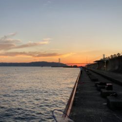 ハネのちマダイ