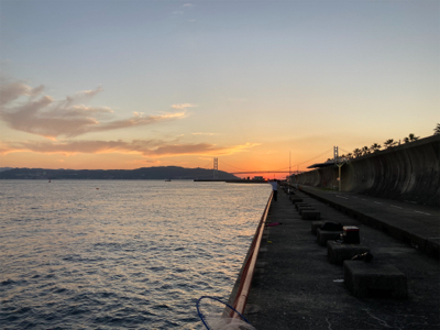 ハネのちマダイ