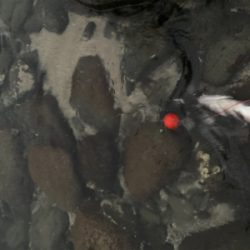 朝マズメのヒラスズキ狙いで、3本ゲット！！