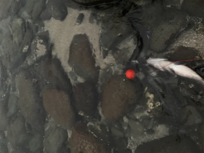 朝マズメのヒラスズキ狙いで、3本ゲット！！