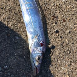 ファミリーフィッシング