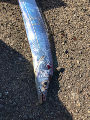 ファミリーフィッシング