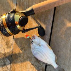 タイ科3目釣り達成