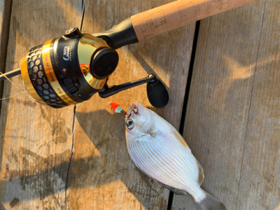 タイ科3目釣り達成