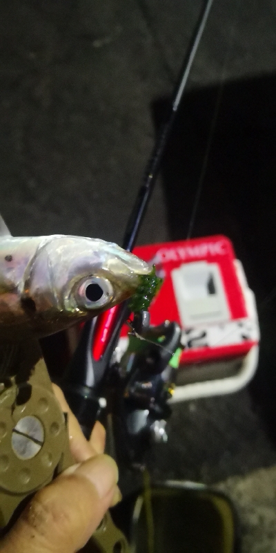 アジング練習 202