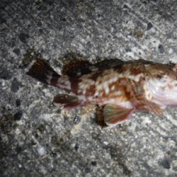 虫ヘッドでアジング