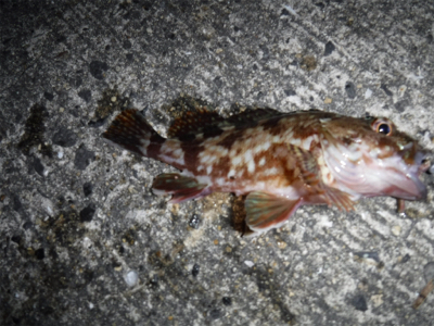 虫ヘッドでアジング