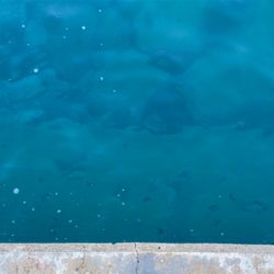 小メバル釣り！