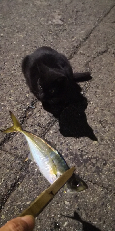 アジング練習 203