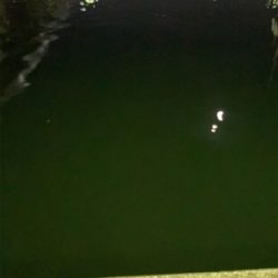 近所の漁港へアジ探し