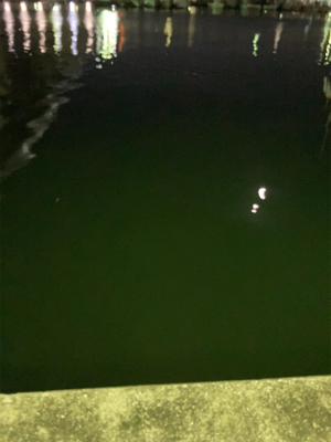 近所の漁港へアジ探し