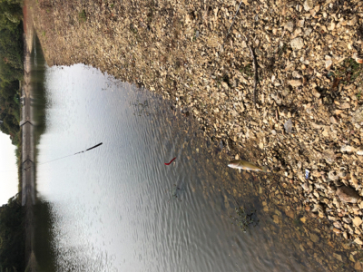 出ました「ゴーマル」GUNNING-STYLE