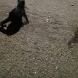 アジング練習 204