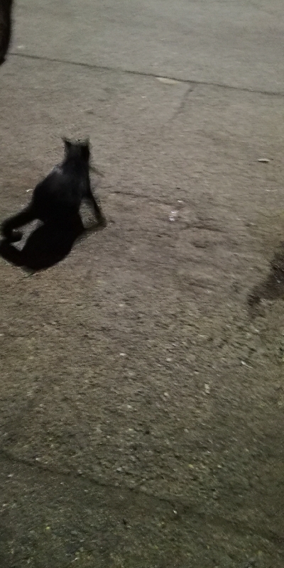 アジング練習 204