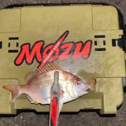 常夜灯　ボトムドリフト