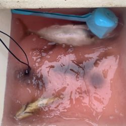 マイボート釣行