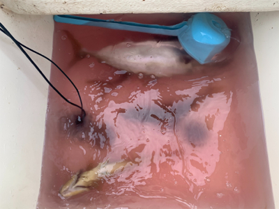 マイボート釣行