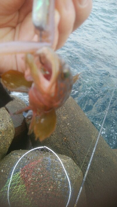 障泥烏賊4杯　チビハタ1匹