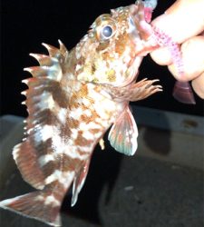 爆風アジング(1時間)