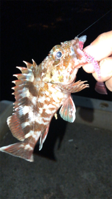 爆風アジング(1時間)