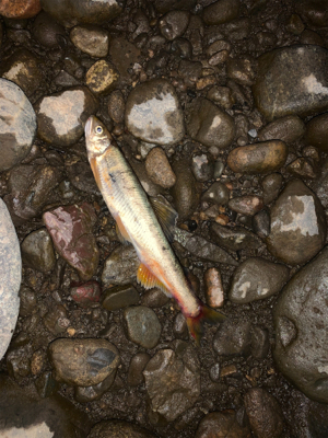 ランカー2本(^^)v